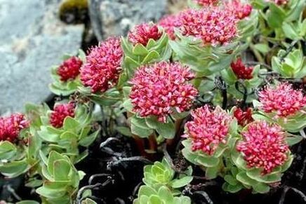 Rhodiola ružová na prípravu zvýšenia účinnosti tinktúry